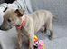 KC reg - Blue Brindle whippets