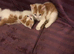 Kittens half bengal