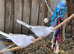 Diemonde dove