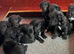 1st cross whippet/Bedlington puos