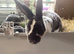 Mini rex