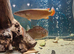 Fish for sale