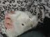 Baby bunnies