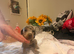 Dash hound puppie