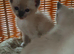 Russian blue x ragdoll kittens