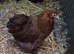 Peking pullets