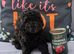 Only one Pup Left Ready 3-7-2026 from Extensively DNA & Health Tested Parents