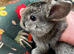 Beautiful mini plush lops