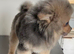 Male Pomeranian 6 months
