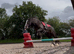 9-year-old cob mare &ndash; project for experienced home