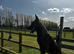 Belgian Malinois
