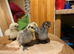 Silkie chicks for sale (un-sexed)......ready now to collect...