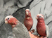 Hand-Rearing Baby Super Tame Cuddly Galah Cockatoo Parrot,1