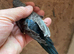 Blackface Blackwing violet budgie