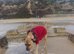 Re home needed for lovely staffy cross