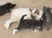 Beautiful Ragdoll X Kittens