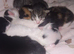 New born kittens