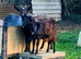 Pygmy Nanny Goats