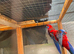 Rosella Parrot