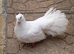 Fantails