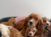 Cocker Spaniel Puppies – 2 Boys & 3 Girls Ready Now!