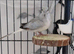 Diamond doves