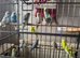 Beautiful young budgies for sale
