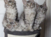 Maine coon kittens