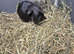 Guinea pigs for new homes ready to go now