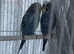 Mutated budgies