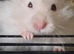 Hamsters (2 female & 1 male)