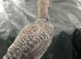 2 Modern Game bantam cockerels