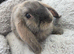 Beautiful mini lops boys and girls avalible .