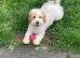 Cockapoo Puppy 6 month old