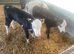Hereford and Angus calves