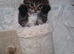 Beautiful tabby male kitten looking for the New loving home