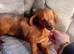 Dachshund cross chihuahua