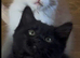 Gorgeous Siberian cross kittens ready to leave now