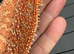 Bearded Dragons juvenile. - called Leg Less.