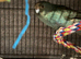 Bonded pair of kakarikis