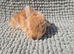 Beautiful lion head rabbits