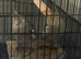 2 Beautiful cockatiels looking for a new home