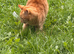Ginger male cat