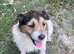 Jack Russel