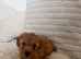Adorable Toy Maltipoos