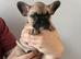 French Bulldog pups