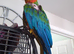 Harlequin macaw NOT TAME plucked on body and top of wings can fly