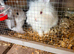 2 lovely white and a silver/grey both girls lion heads
