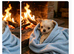 ChihuahuaI