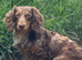 KC Isabella dapple dachshund for stud